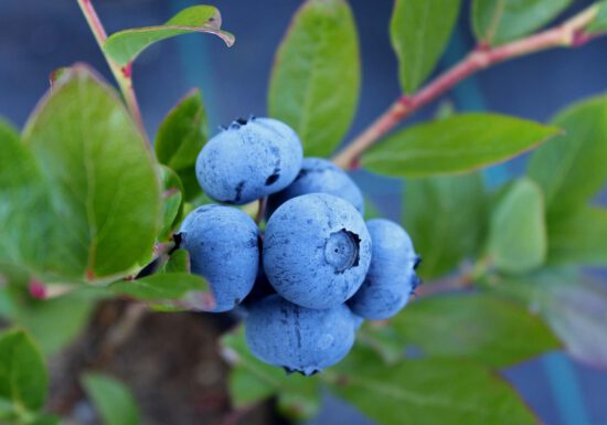 Blueberry bushes respond best to acid fertilizers such as those for rhododendrons and azaleas. Holly-tone has long been used by professional gardeners as the best source of food for berries.