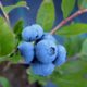 Blueberry bushes respond best to acid fertilizers such as those for rhododendrons and azaleas. Holly-tone has long been used by professional gardeners as the best source of food for berries.