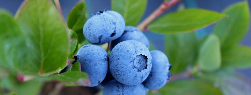 Blueberry bushes respond best to acid fertilizers such as those for rhododendrons and azaleas. Holly-tone has long been used by professional gardeners as the best source of food for berries.