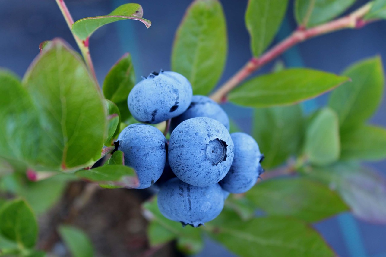 Espoma How To Fertilize Blueberry Plants Espoma