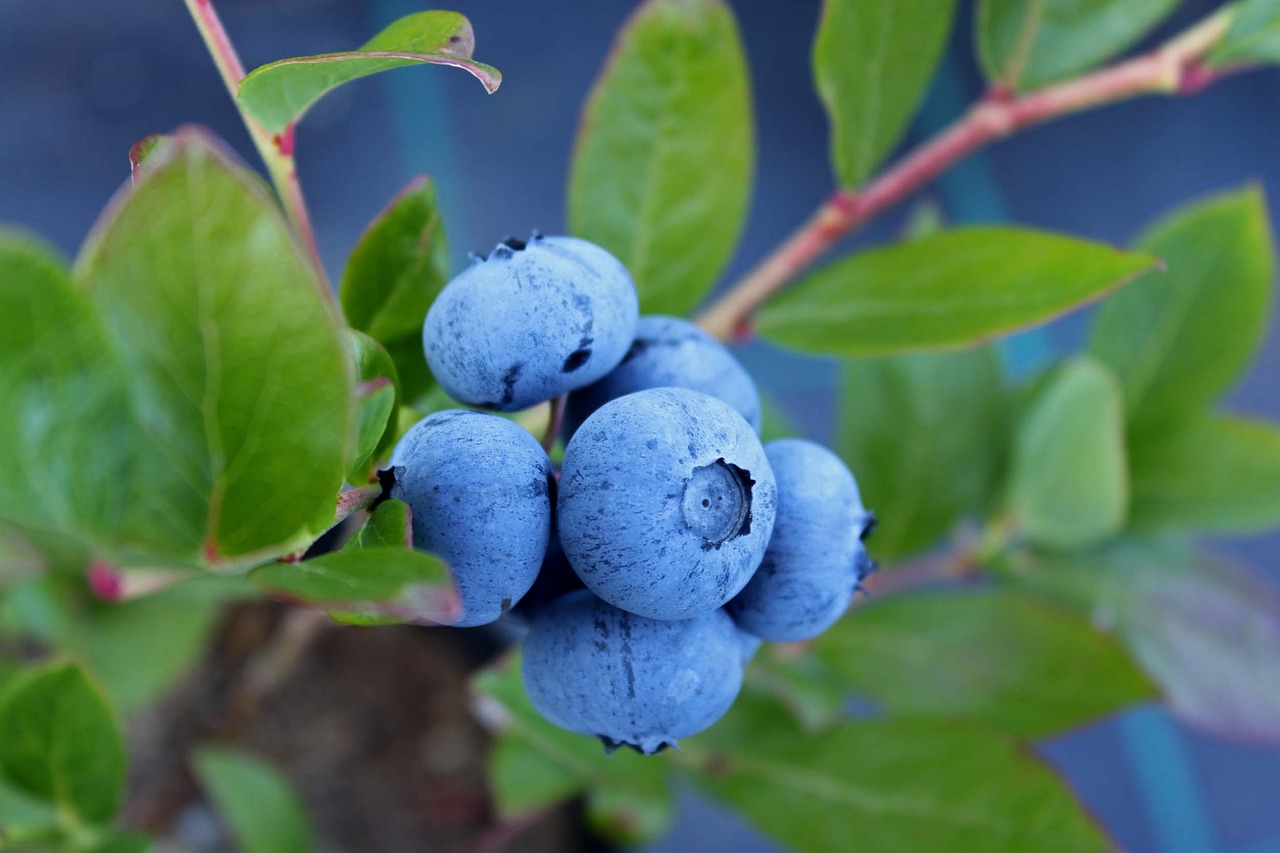 Berries / Branches - The Last Straw