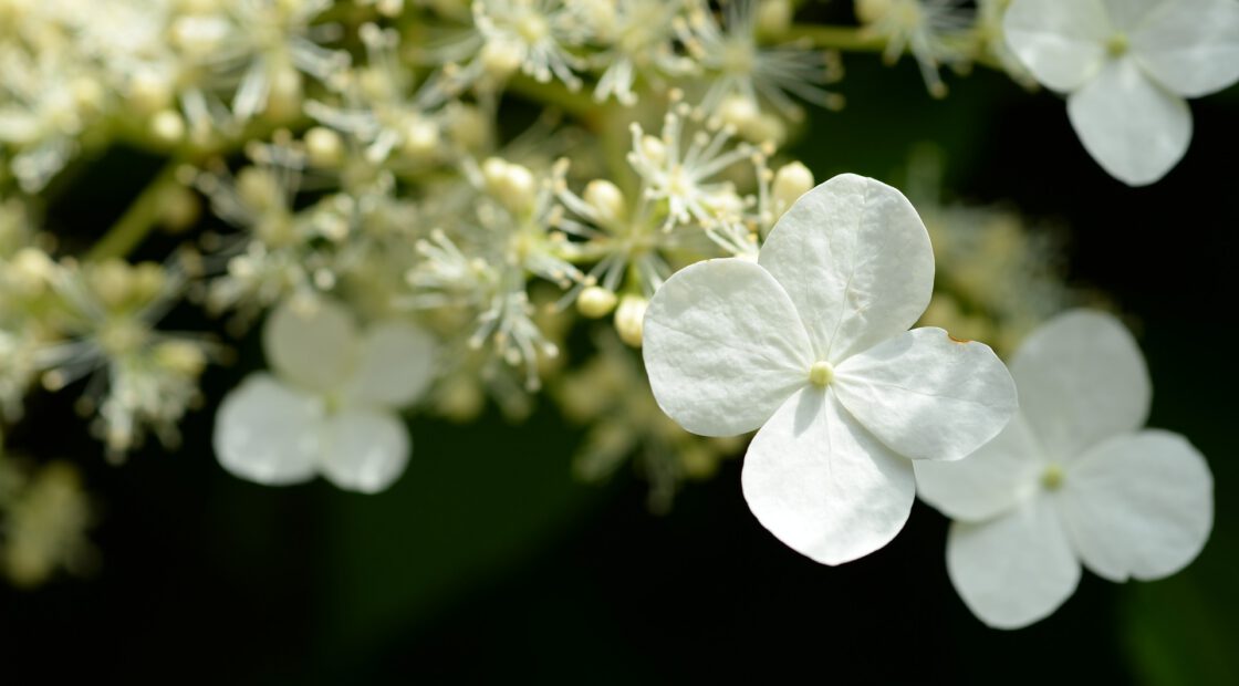 Here’s how to easily fix those common hydrangea problems.