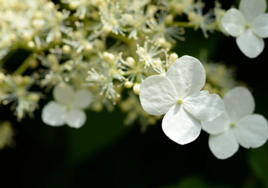 Here’s how to easily fix those common hydrangea problems.