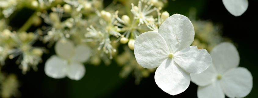 Here’s how to easily fix those common hydrangea problems.