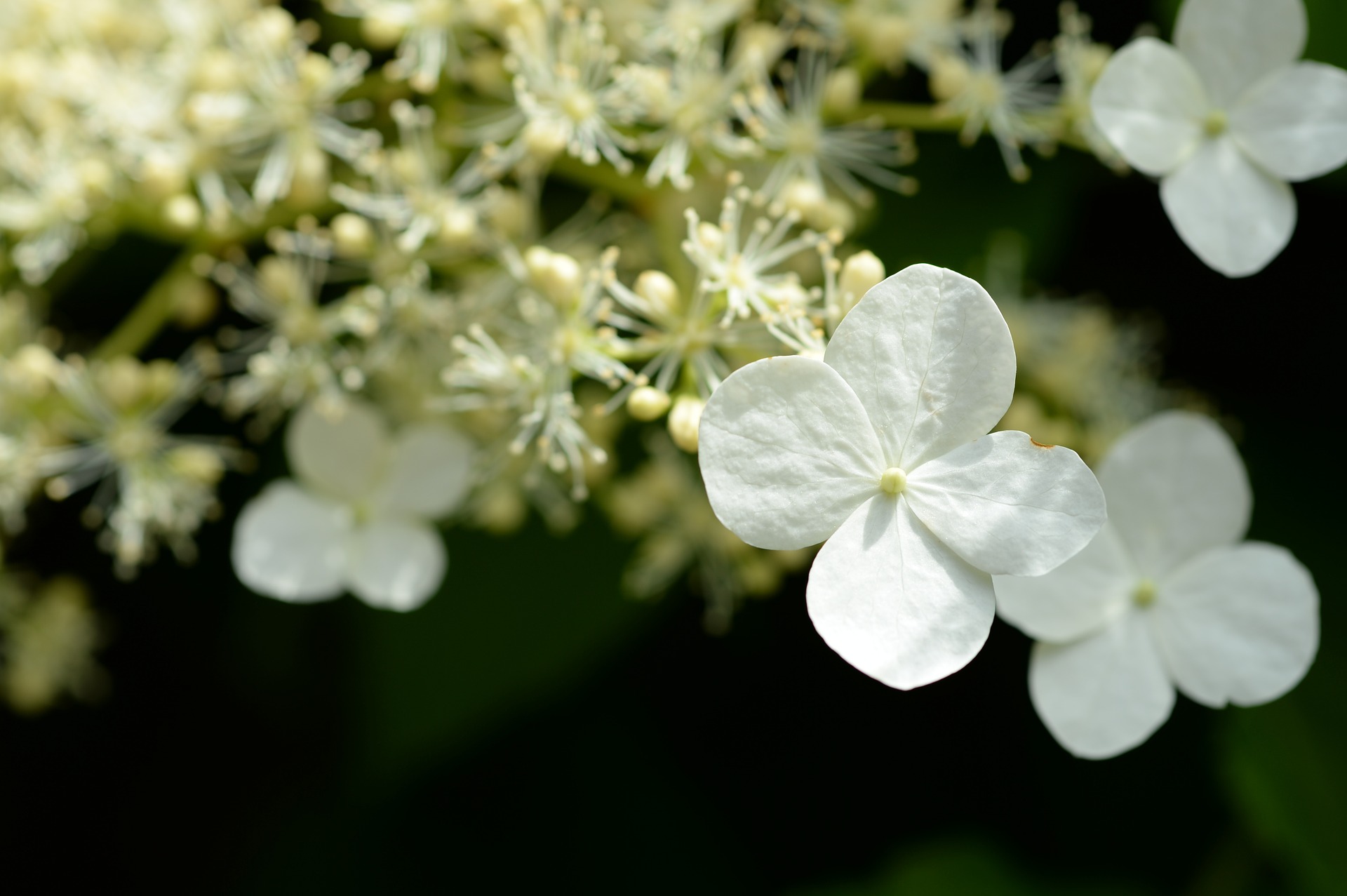 Here’s how to easily fix those common hydrangea problems.