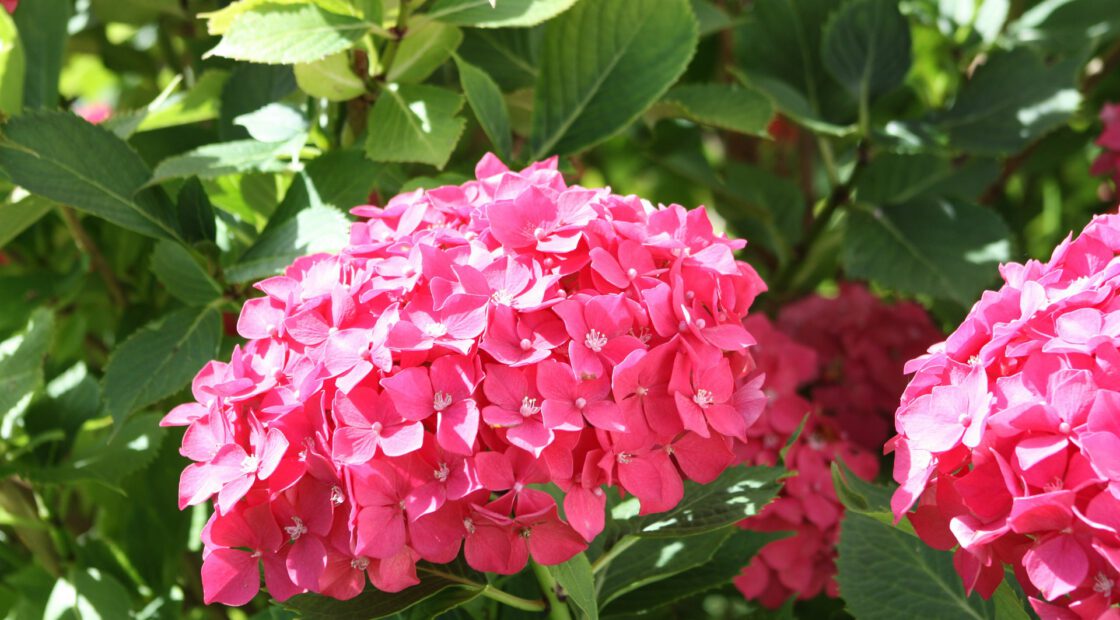 Here’s how to easily fix those common hydrangea problems.