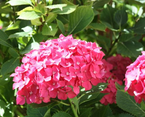 Here’s how to easily fix those common hydrangea problems.