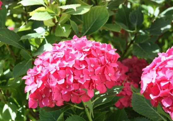 Here’s how to easily fix those common hydrangea problems.