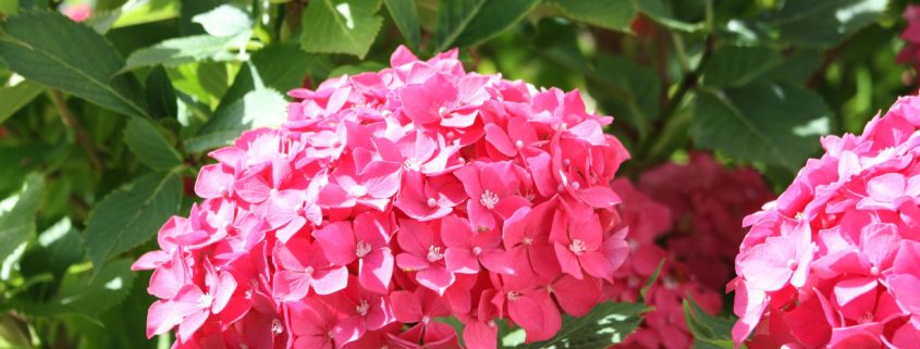 Here’s how to easily fix those common hydrangea problems.