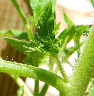 tomato-tone, growing tomatoes, organic gardening