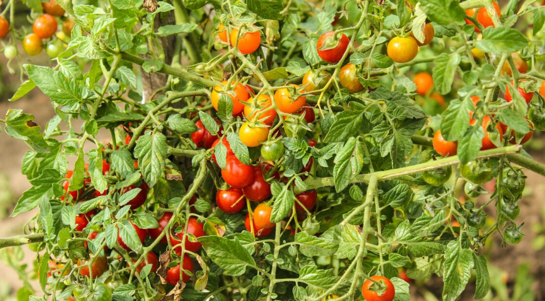 tomato-tone, growing tomatoes, organic gardening