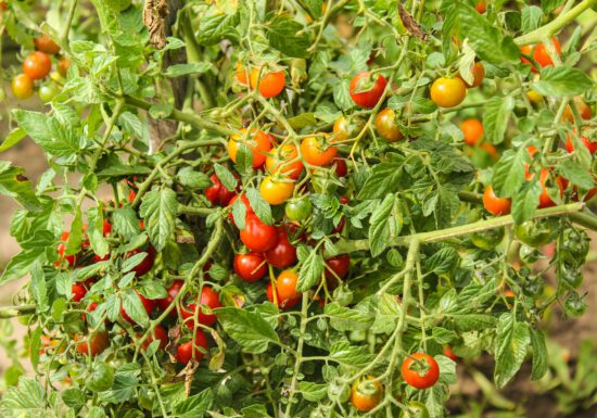 tomato-tone, growing tomatoes, organic gardening