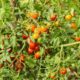 tomato-tone, growing tomatoes, organic gardening