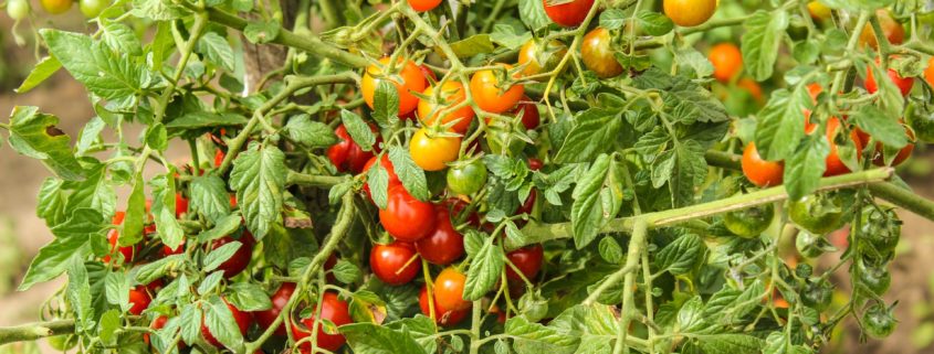 tomato-tone, growing tomatoes, organic gardening