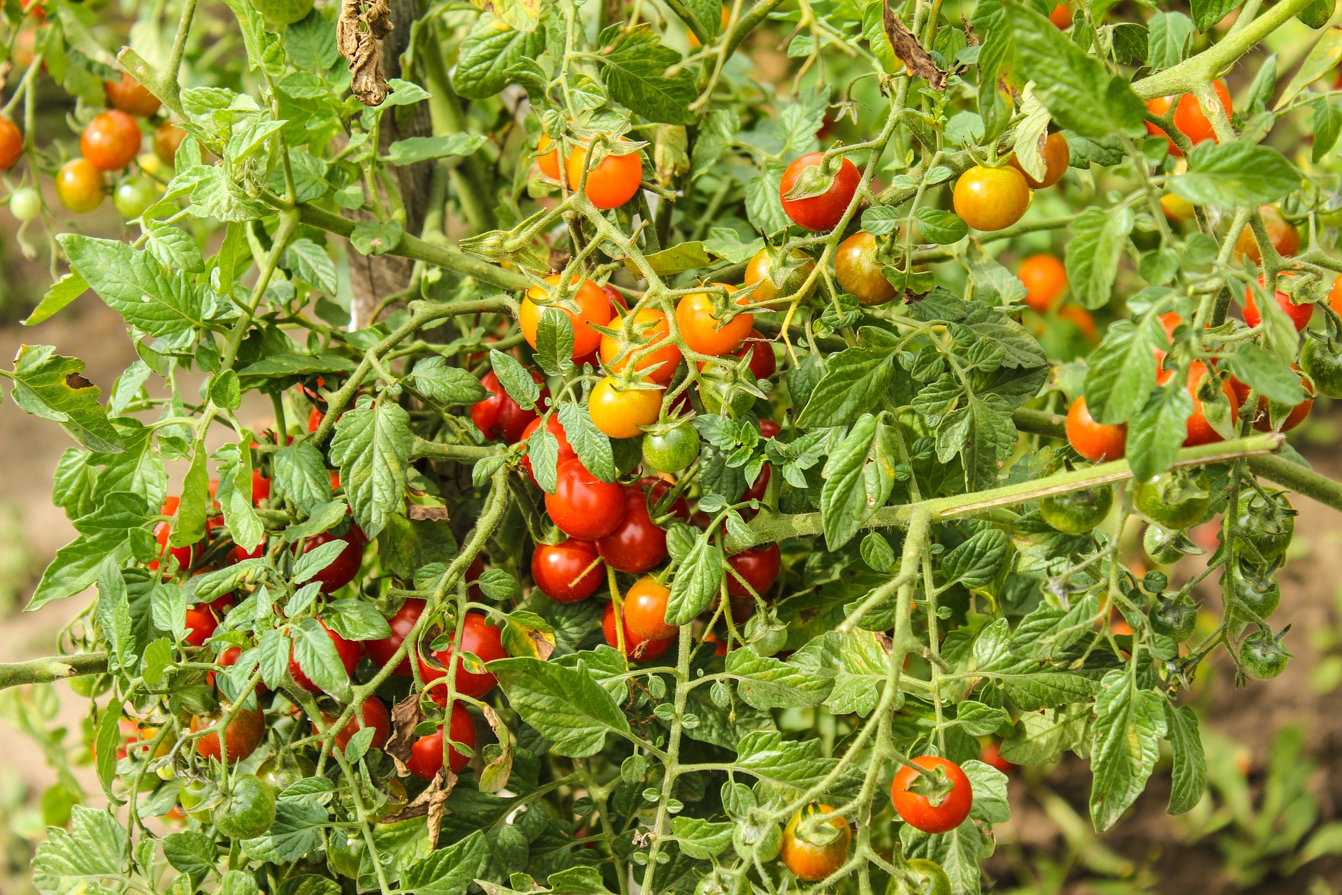 Grow Tomatoes in an Earthbox for Optimal Results and a Plentiful Harvest