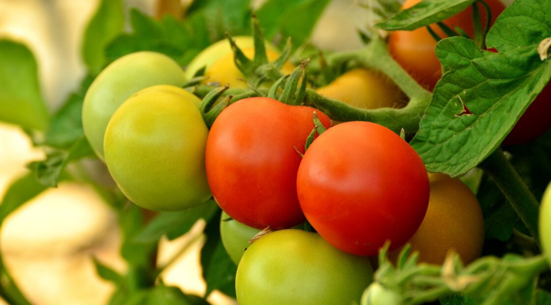 Mulch Tomatoes Now to Save Time Later - Espoma Organic
