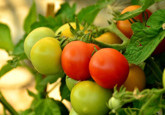 tomato-tone, growing tomatoes, organic gardening