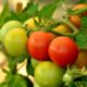 tomato-tone, growing tomatoes, organic gardening