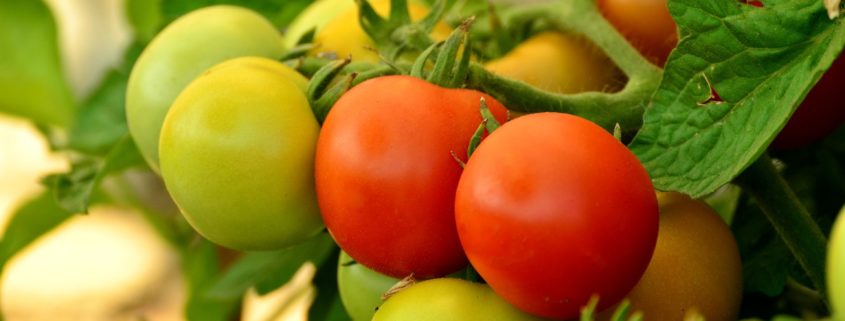 tomato-tone, growing tomatoes, organic gardening