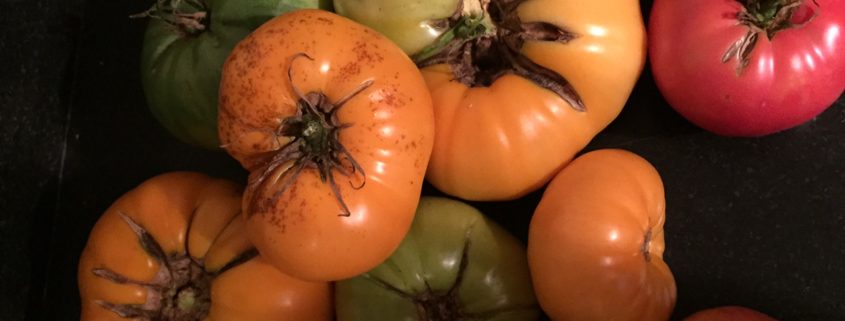 Tomatoes split open when the fruit outpaces the growth of the skin — usually after a heavy rain.