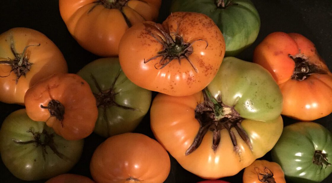 Tomatoes split open when the fruit outpaces the growth of the skin — usually after a heavy rain.