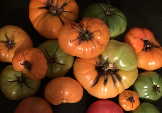 Tomatoes split open when the fruit outpaces the growth of the skin — usually after a heavy rain.