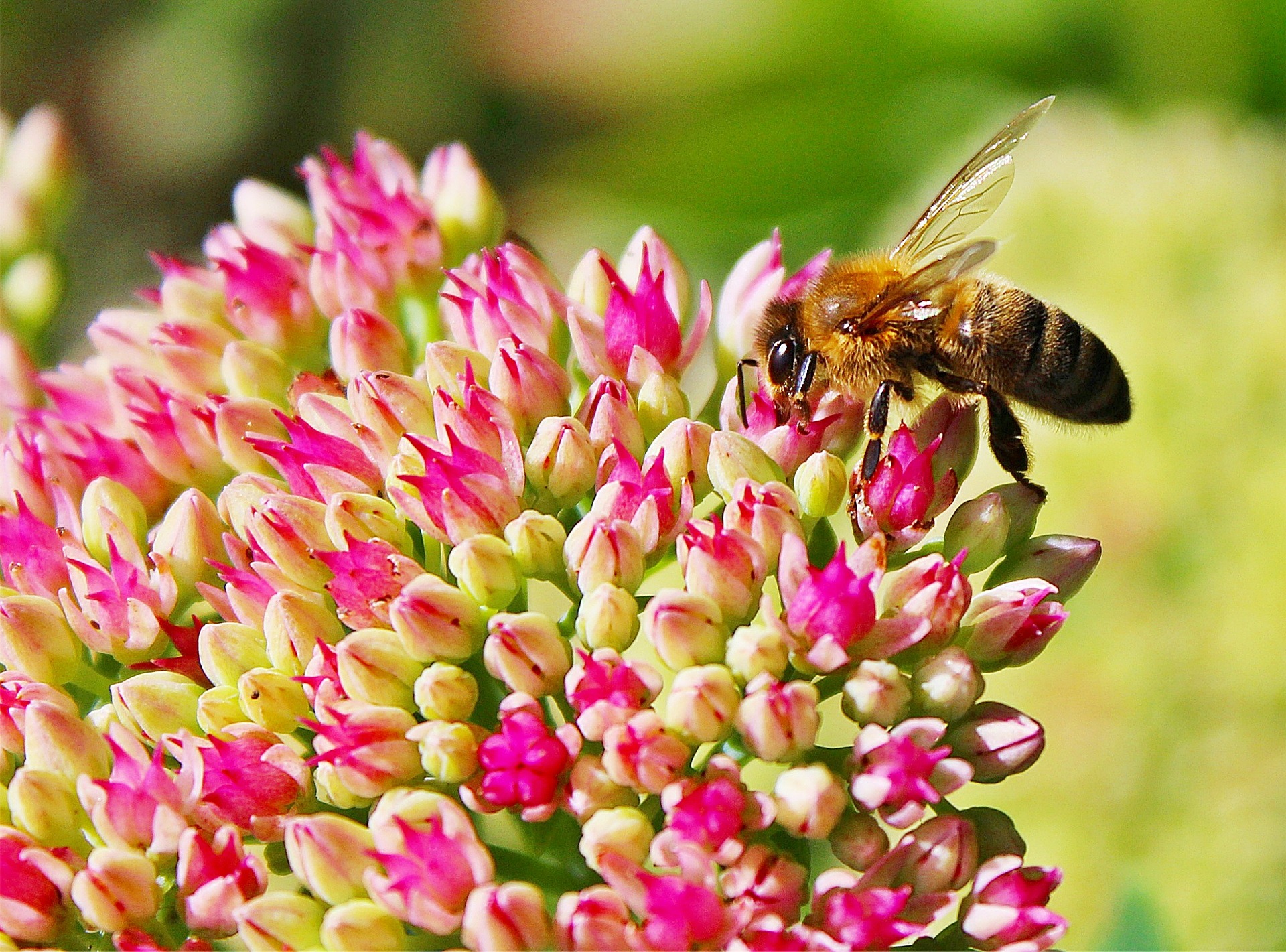 Pollinators, such as bees and butterflies, play a big part in getting our gardens to grow. They help fertilize flowers, carrying pollen from one plant to another.