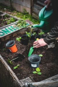 planting