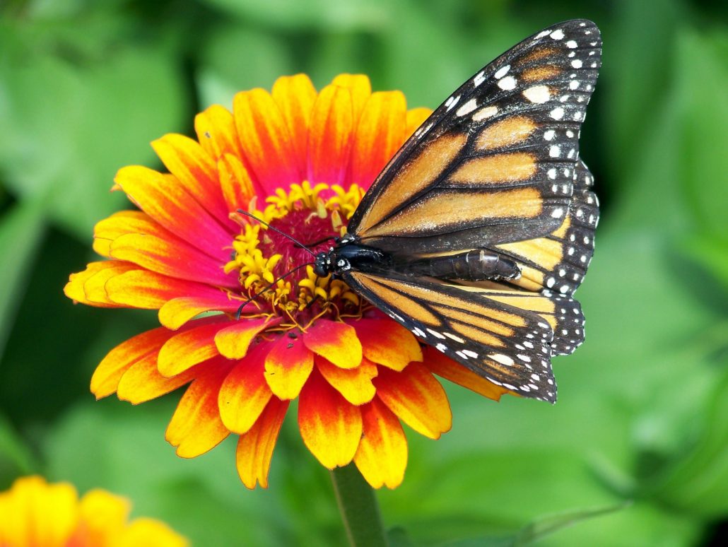 Image of Bees and butterflies pollinating flowers