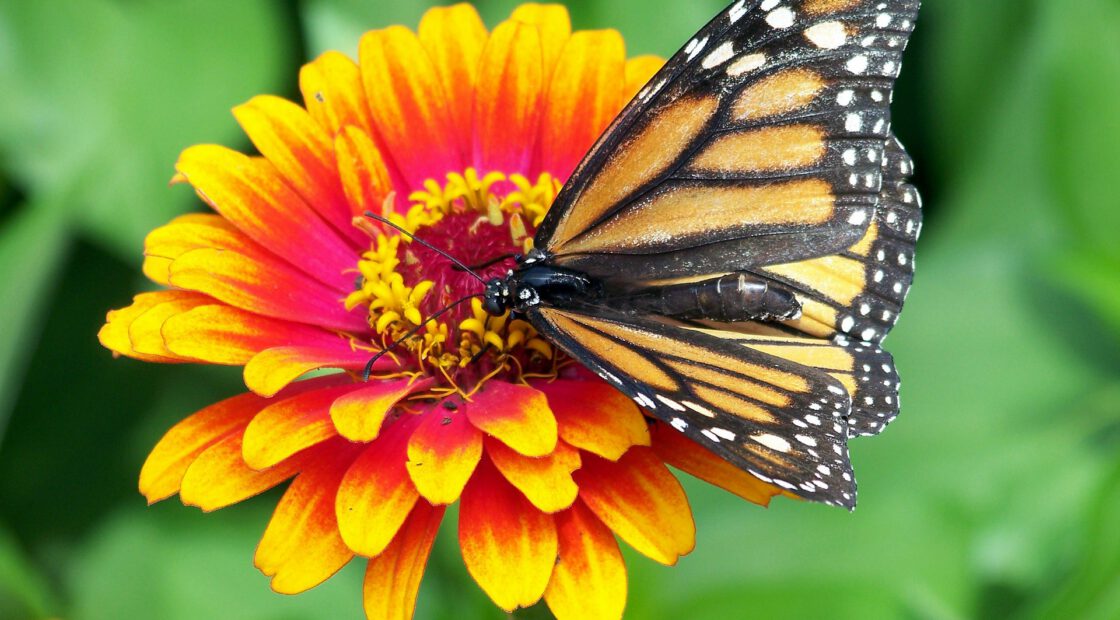 Pollinators, such as bees and butterflies, play a big part in getting our gardens to grow. They help fertilize flowers, carrying pollen from one plant to another.