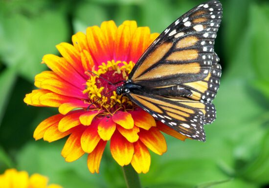 Pollinators, such as bees and butterflies, play a big part in getting our gardens to grow. They help fertilize flowers, carrying pollen from one plant to another.