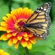 Pollinators, such as bees and butterflies, play a big part in getting our gardens to grow. They help fertilize flowers, carrying pollen from one plant to another.