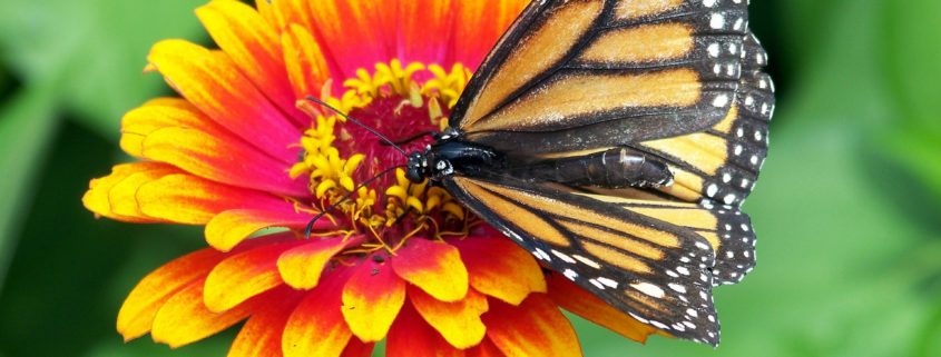 Pollinators, such as bees and butterflies, play a big part in getting our gardens to grow. They help fertilize flowers, carrying pollen from one plant to another.