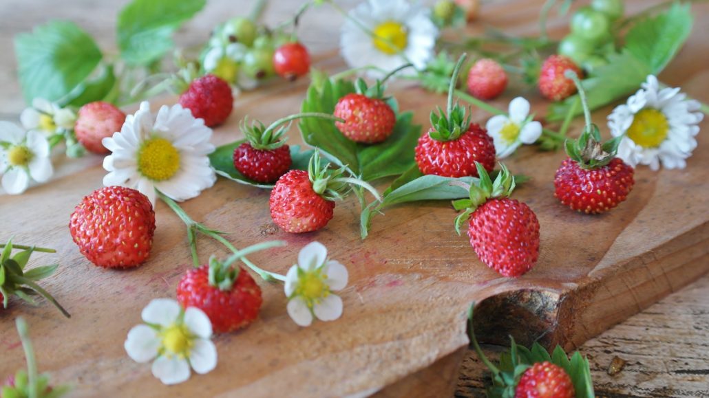 Strawberries are a favorite summer fruit. Yet store-bought berries can’t come near the intense and fresh flavor of those picked right off the vine from your very own garden.