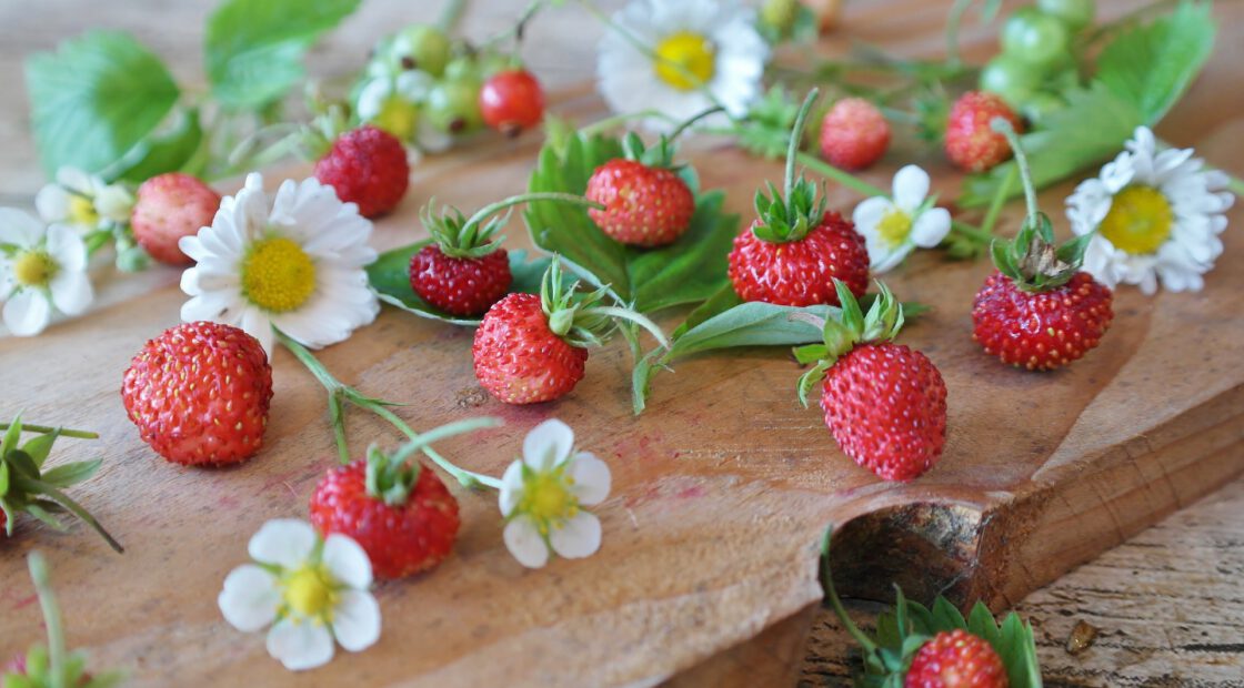 Strawberries are a favorite summer fruit. Yet store-bought berries can’t come near the intense and fresh flavor of those picked right off the vine from your very own garden.