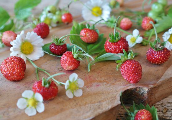 Strawberries are a favorite summer fruit. Yet store-bought berries can’t come near the intense and fresh flavor of those picked right off the vine from your very own garden.