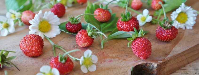 Strawberries are a favorite summer fruit. Yet store-bought berries can’t come near the intense and fresh flavor of those picked right off the vine from your very own garden.