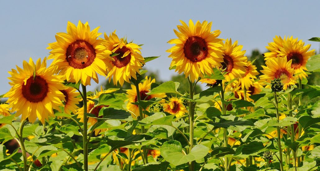 Pollinators, such as bees and butterflies, play a big part in getting our gardens to grow. They help fertilize flowers, carrying pollen from one plant to another.