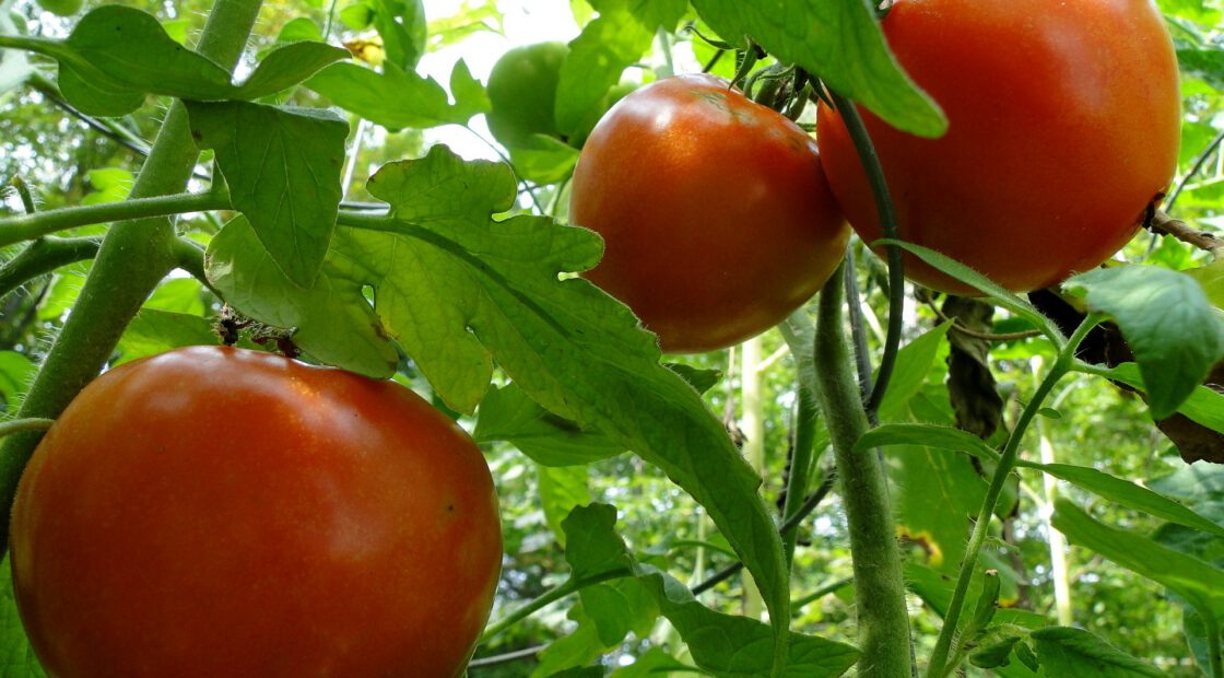 tomato-tone, growing tomatoes, organic gardening, tomatoes, edibles, harvesting
