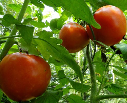 tomato-tone, growing tomatoes, organic gardening, tomatoes, edibles, harvesting