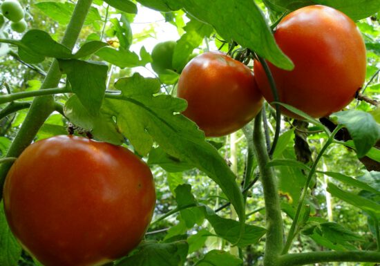 tomato-tone, growing tomatoes, organic gardening, tomatoes, edibles, harvesting