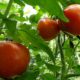 tomato-tone, growing tomatoes, organic gardening, tomatoes, edibles, harvesting