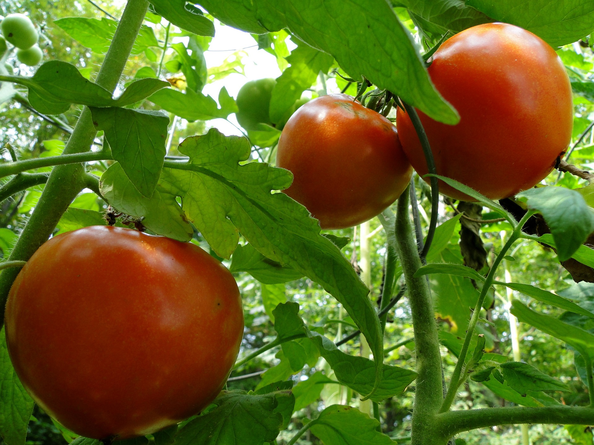 Harvesting Tomatoes Made Easy Espoma