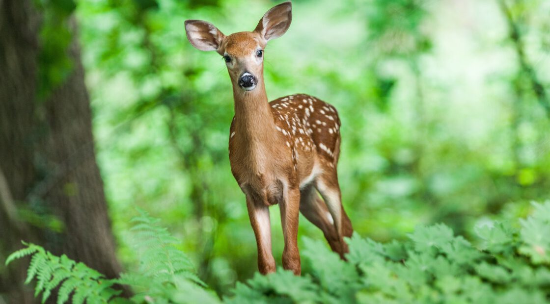 ? Deer will eat any vegetation and the hungrier they are, the less picky they get.
