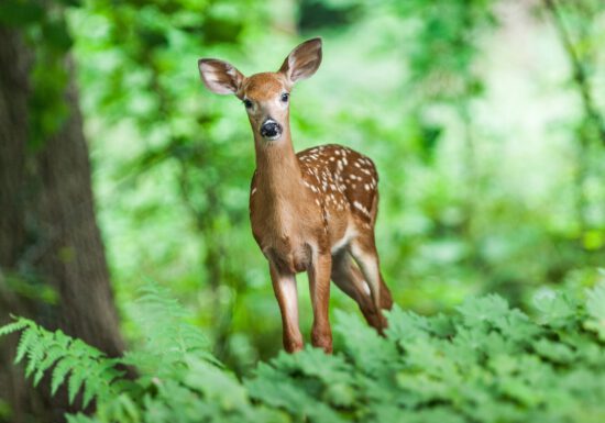 ? Deer will eat any vegetation and the hungrier they are, the less picky they get.