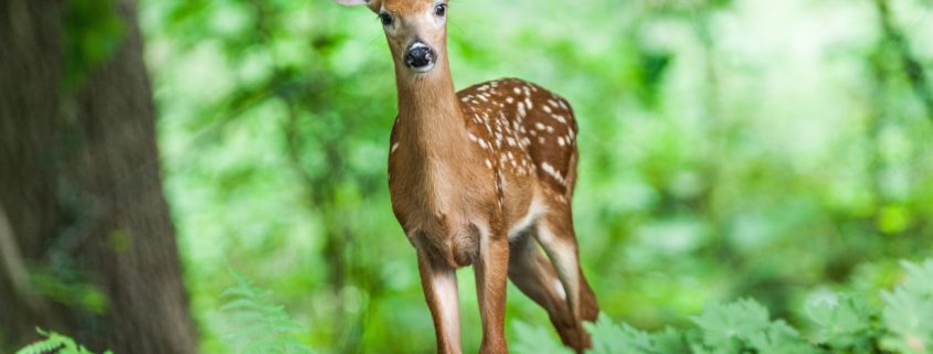 ? Deer will eat any vegetation and the hungrier they are, the less picky they get.