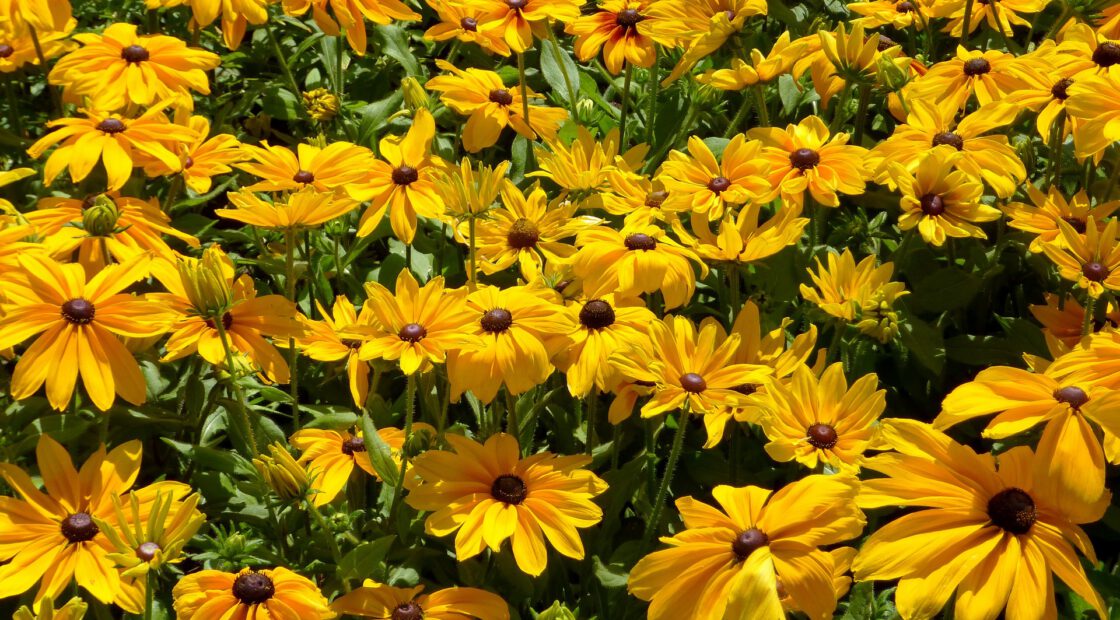 summer gardening tips, garden checklist, summer garden