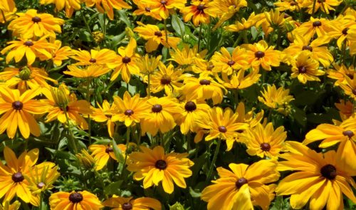 summer gardening tips, garden checklist, summer garden