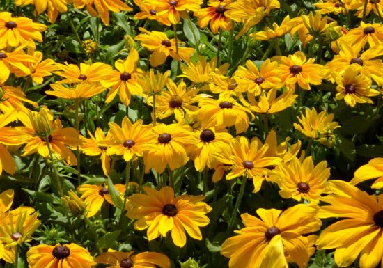 summer gardening tips, garden checklist, summer garden