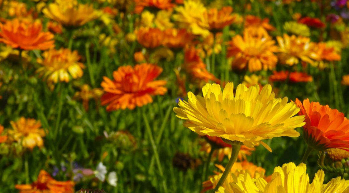 Although it may seem like watering and weeding are your only tasks this month, there’s still a lot to do. Help your garden beat the heat and prep for fall at the same time.